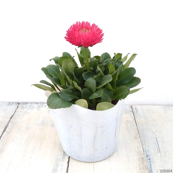 デージー:バンバン レッド3.5号ポット