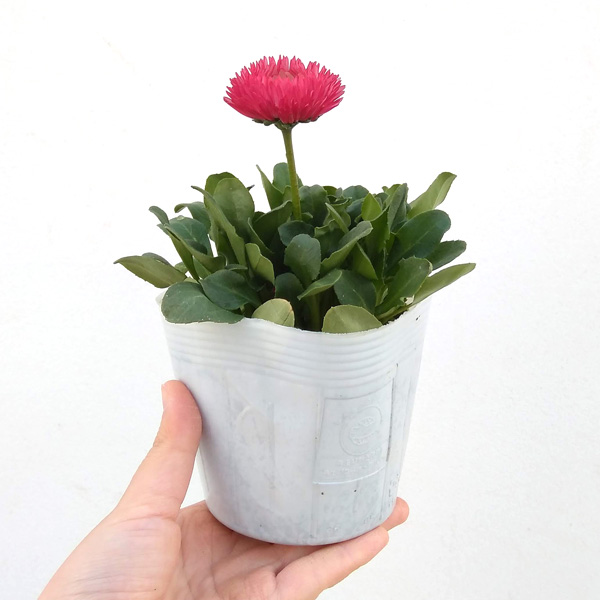 デージー:バンバン レッド3.5号ポット