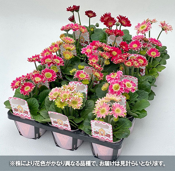 [26年4月上旬予約]ミニガーベラ:プリティピンク花色見計らい3.5号ポット