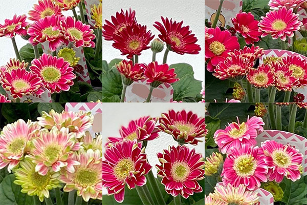 [26年4月上旬予約]ミニガーベラ:プリティピンク花色見計らい3.5号ポット