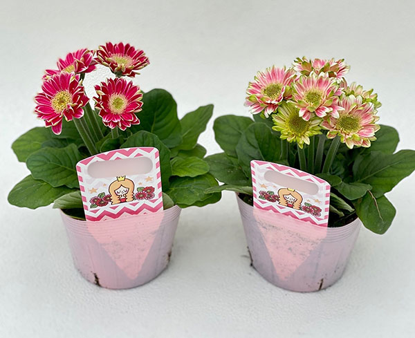 [26年4月上旬予約]ミニガーベラ:プリティピンク花色見計らい3.5号ポット