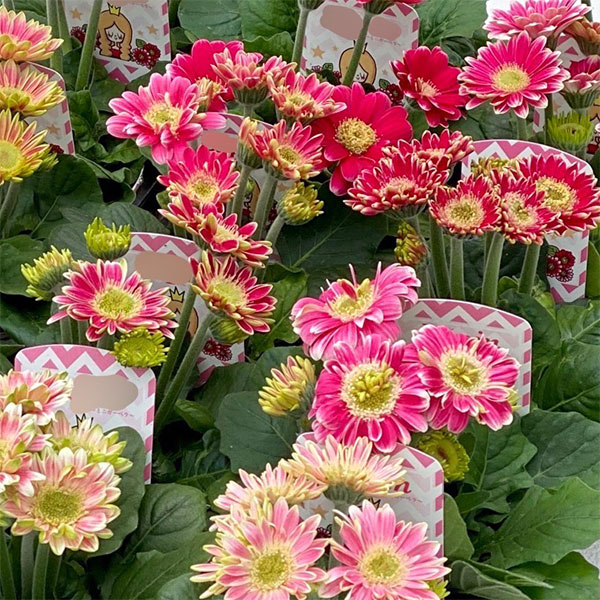 [26年4月上旬予約]ミニガーベラ:プリティピンク花色見計らい3.5号ポット