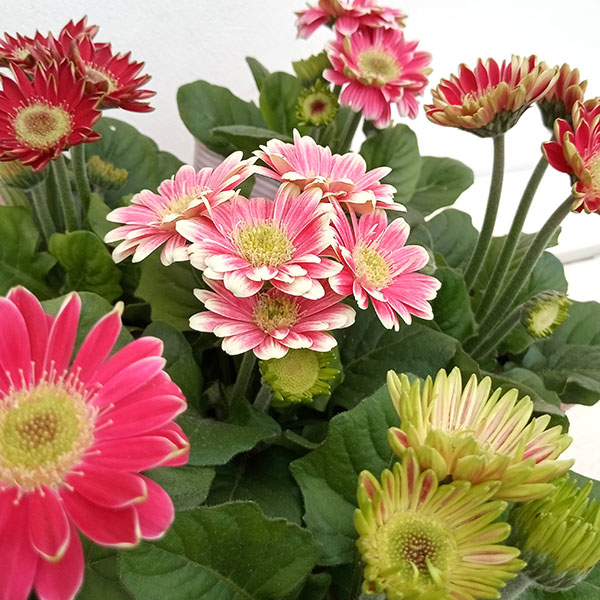 [26年4月上旬予約]ミニガーベラ:プリティピンク花色見計らい3.5号ポット