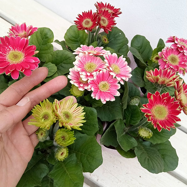 [26年4月上旬予約]ミニガーベラ:プリティピンク花色見計らい3.5号ポット