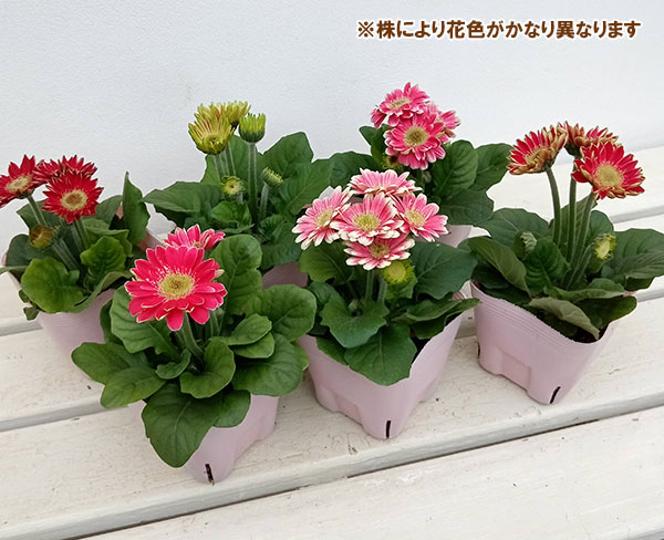 [26年4月上旬予約]ミニガーベラ:プリティピンク花色見計らい3.5号ポット