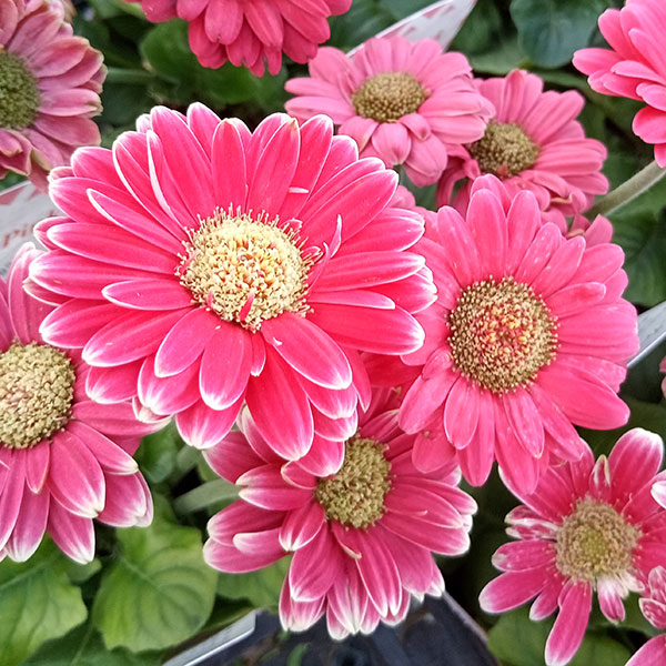 [26年4月上旬予約]ミニガーベラ:プリティピンク花色見計らい3.5号ポット