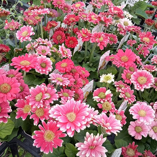 [26年4月上旬予約]ミニガーベラ:プリティピンク花色見計らい3.5号ポット