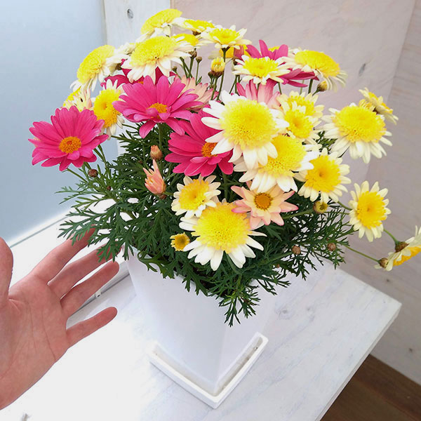 マーガレット：2色寄せ5号スクエア鉢植え（花色おまかせ） の