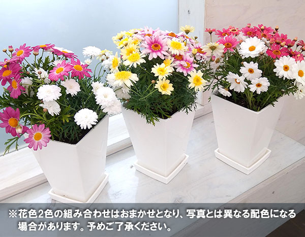 [26年1月中下旬予約]マーガレット：2色寄せ5号スクエア鉢植え（花色おまかせ）