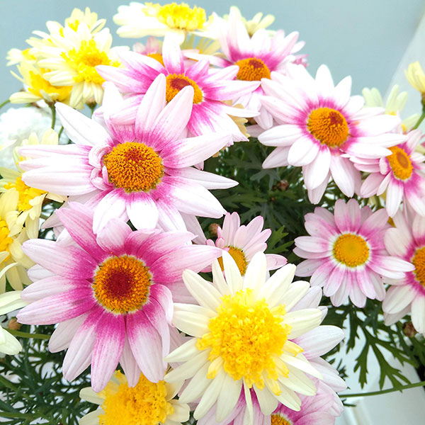 [26年1月中下旬予約]マーガレット：2色寄せ5号スクエア鉢植え（花色おまかせ）