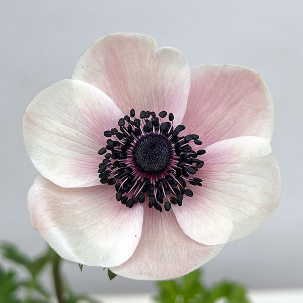 アネモネ：ミストラル ビアンコセントロネロ（ホワイトブラックセンター）3-3.5号ポット 3株セット