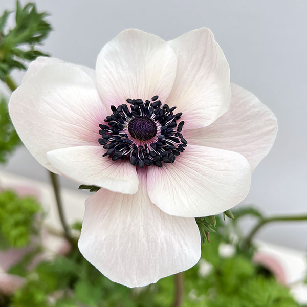 アネモネ：ミストラル ビアンコセントロネロ（ホワイトブラックセンター）3-3.5号ポット 3株セット