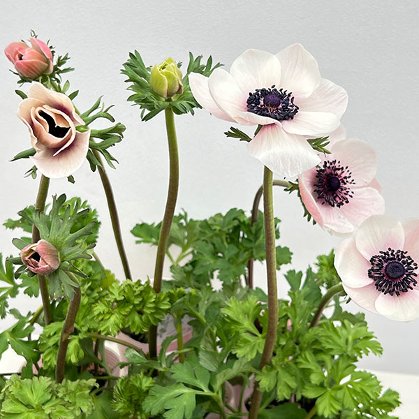 アネモネ：ミストラル ビアンコセントロネロ（ホワイトブラックセンター）3-3.5号ポット 3株セット