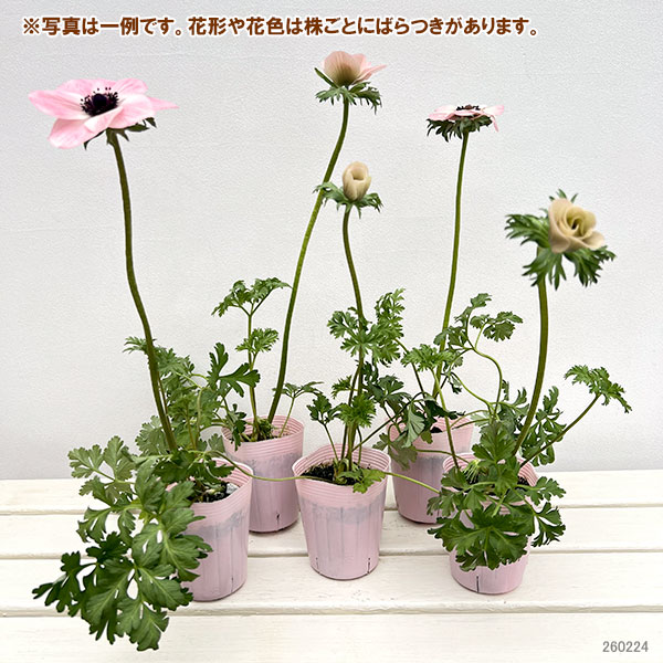 アネモネ：ミストラル　ローサチアロ（ピンク系）3-3.5号ポット