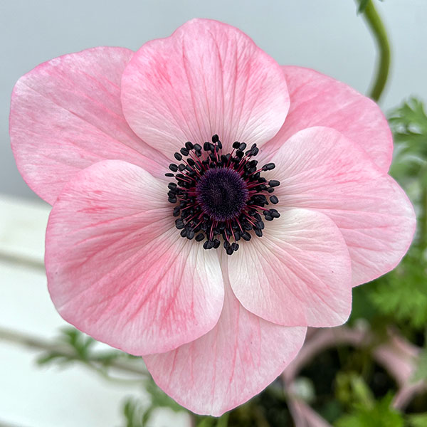 アネモネ：ミストラル　ローサチアロ（ピンク系）3-3.5号ポット