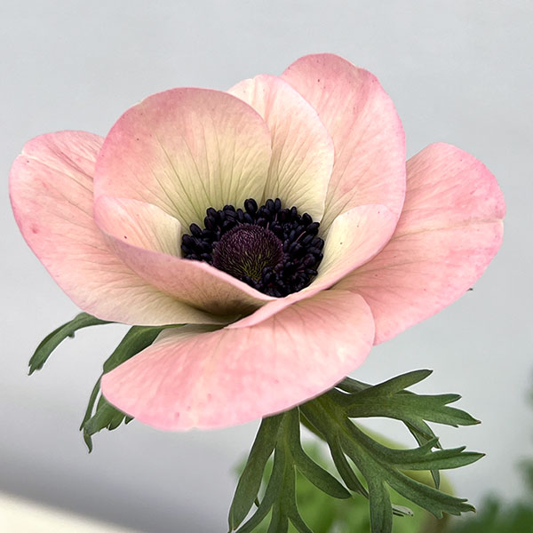 アネモネ：ミストラル　ローサチアロ（ピンク系）3-3.5号ポット