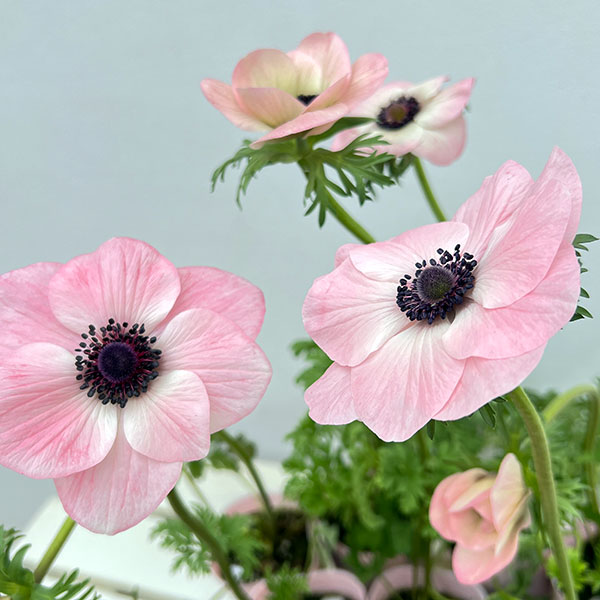 アネモネ：ミストラル　ローサチアロ（ピンク系）3-3.5号ポット