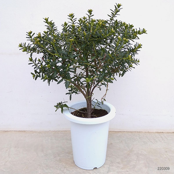 セアノサス（カリフォルニアライラック）7号鉢植えスタンド仕立て