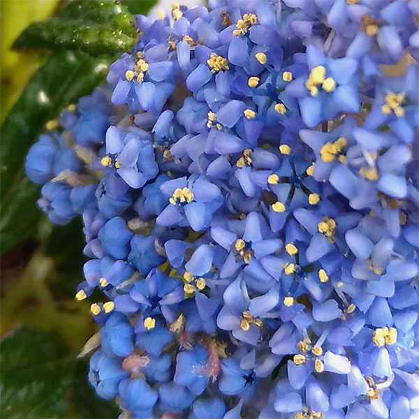 KaiLee　セアノサス　カルフォルニア　ライラック　 セット 日本花キ流通 セアノサス カリフォルニアライラック 4号鉢 庭木