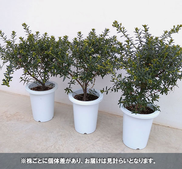 セアノサス（カリフォルニアライラック）7号鉢植えスタンド仕立て