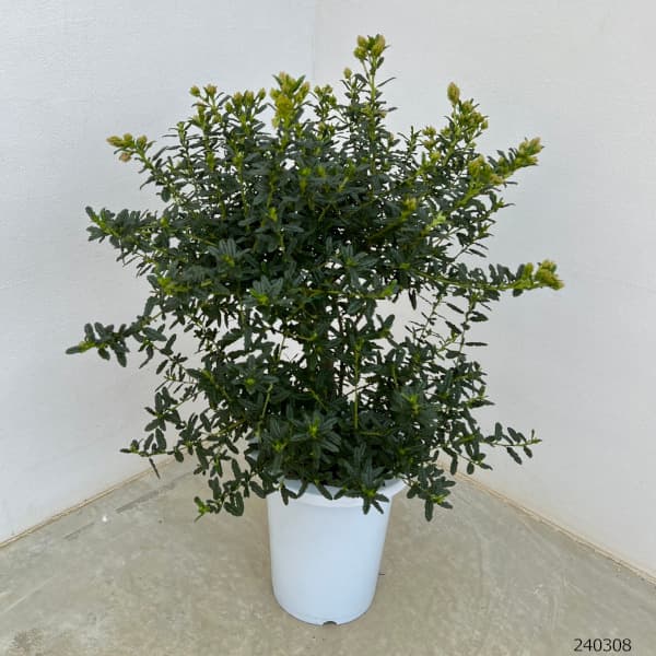 セアノサス（カリフォルニアライラック）7号鉢植えスタンド