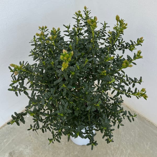 園芸ネット本店｜セアノサス（カリフォルニアライラック）7号鉢植え