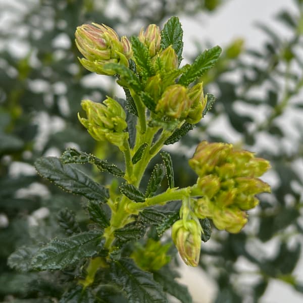 セアノサス（カリフォルニアライラック）7号鉢植えスタンド仕立て