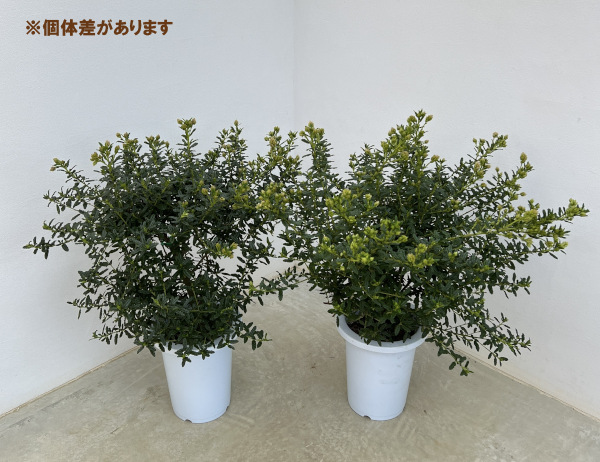 園芸ネット本店｜セアノサス（カリフォルニアライラック）7号鉢植え