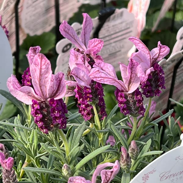 フレンチラベンダー（巨大輪種）：クラウン ガーネット4号鉢植え