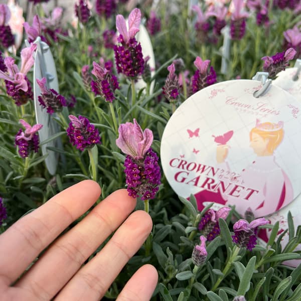 フレンチラベンダー（巨大輪種）：クラウン ガーネット4号鉢植え