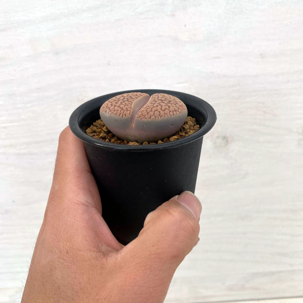 リトープス：網目巴里玉（あみめぱりぎょく）2.5号鉢植え の通販