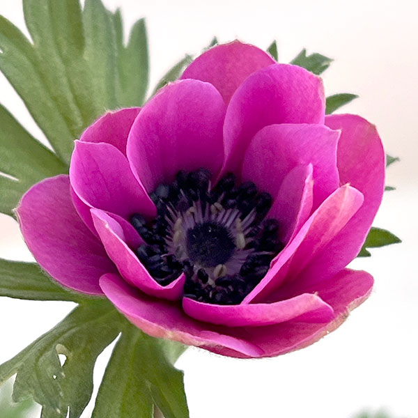 アネモネ:絢花(アヤカ)パープル系3~3.5号ポット