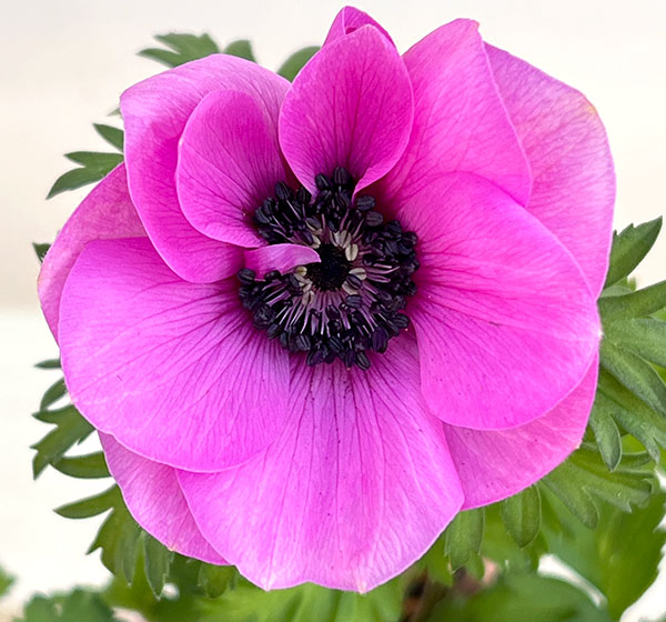 アネモネ:絢花(アヤカ)パープル系3~3.5号ポット