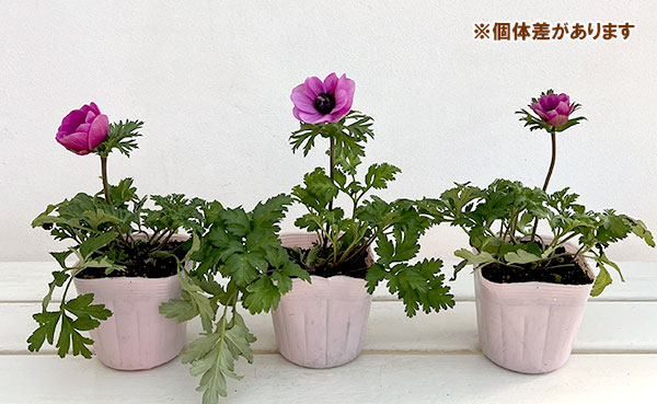 アネモネ:絢花(アヤカ)パープル系3~3.5号ポット