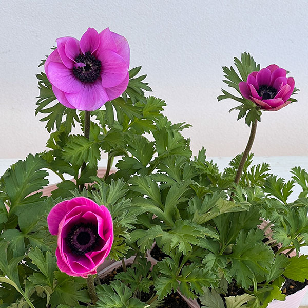 アネモネ:絢花(アヤカ)パープル系3~3.5号ポット