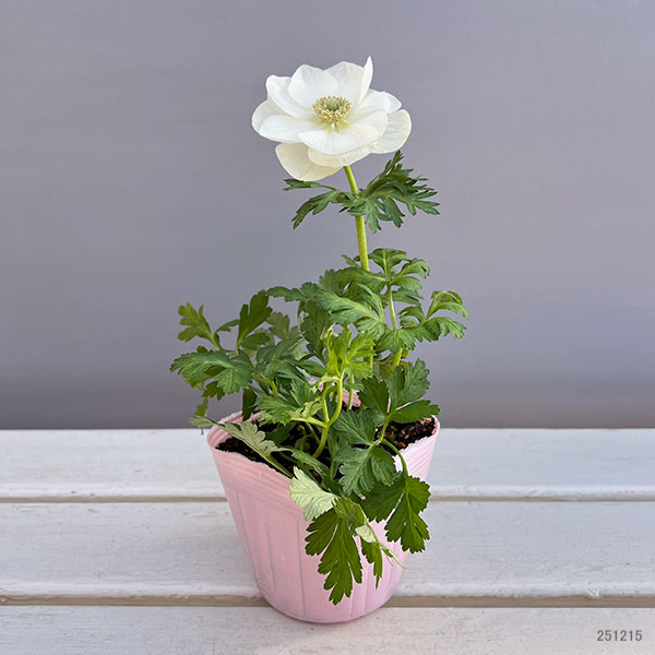 アネモネ：絢花（アヤカ）ホワイト系3～3.5号ポット