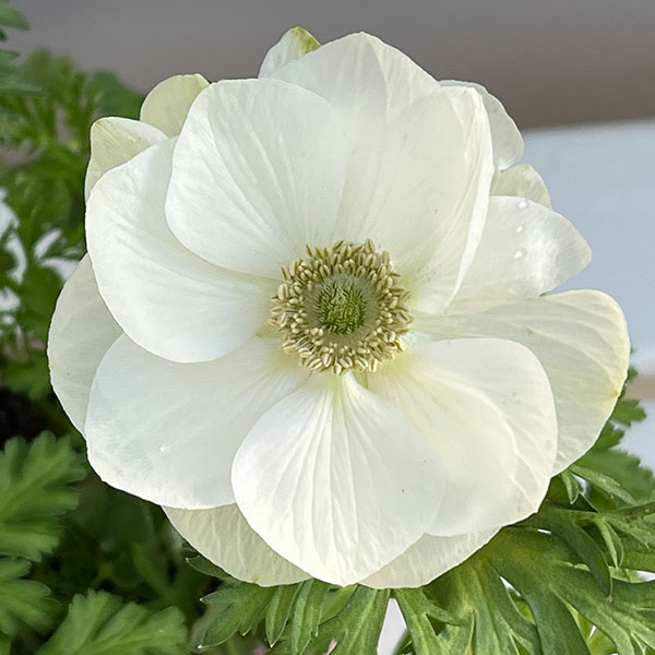 アネモネ：絢花（アヤカ）ホワイト系3～3.5号ポット