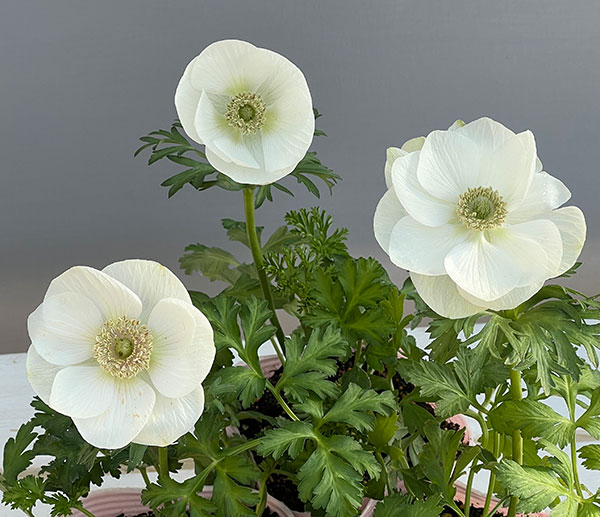 アネモネ：絢花（アヤカ）ホワイト系3～3.5号ポット