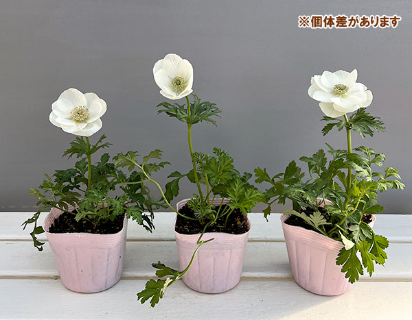 アネモネ：絢花（アヤカ）ホワイト系3～3.5号ポット