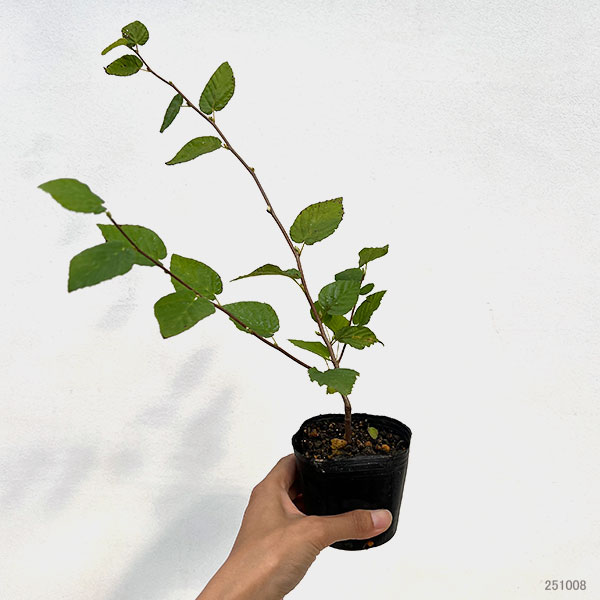 ヒュウガミズキ(日向みずき)3号ポット