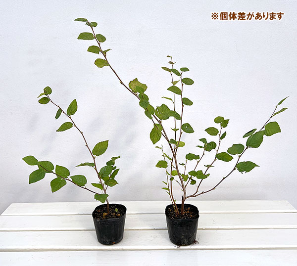 ヒュウガミズキ(日向みずき)3号ポット