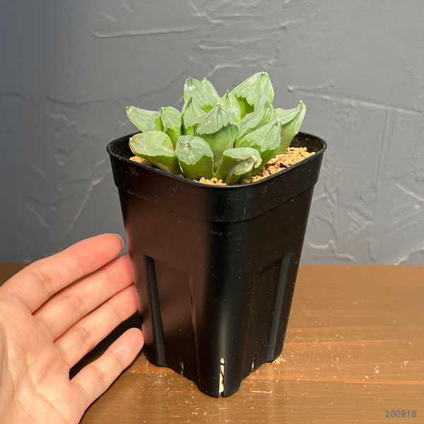 ハオルチア:ピグマエアミュータント 2.5号鉢植え