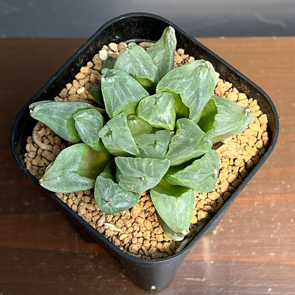 ハオルチア:ピグマエアミュータント 2.5号鉢植え