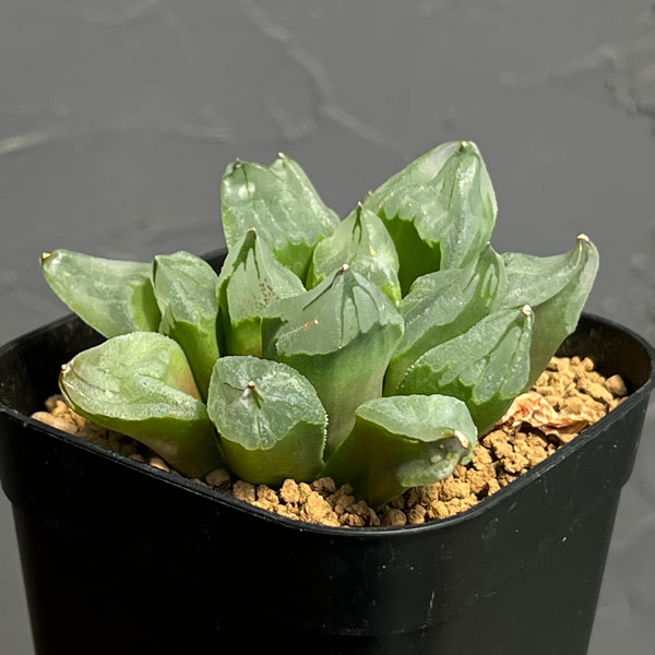 ハオルチア:ピグマエアミュータント 2.5号鉢植え