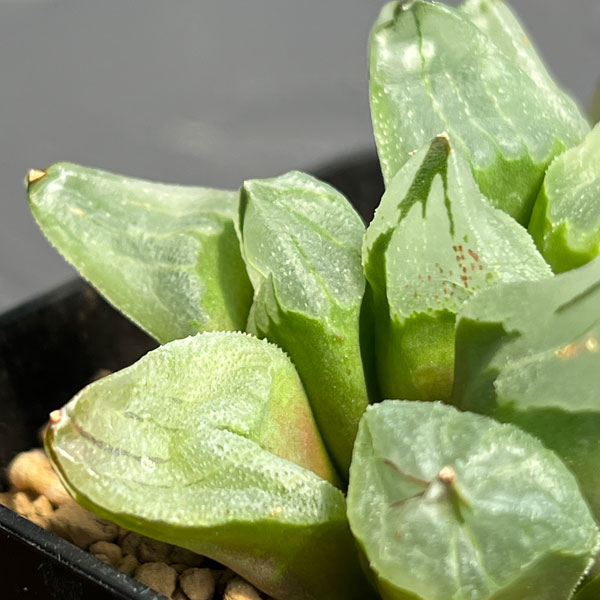 ハオルチア:ピグマエアミュータント 2.5号鉢植え