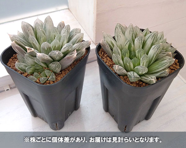 ハオルチア：白琥珀　フェリフェラ錦　8cm角鉢