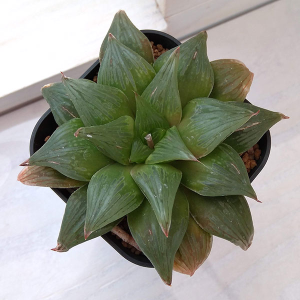 Yahoo!オークション - 7 ハオルチア 多肉植物実生未繁殖