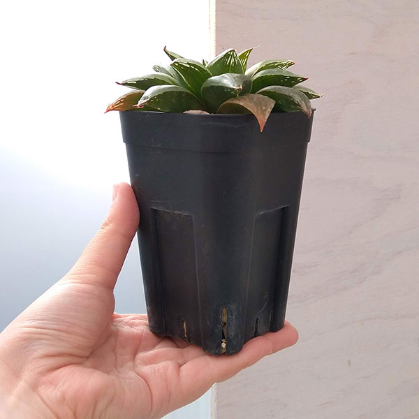 多肉植物 ハオルチア 黒紫蝶 (特赤紫レース交配オリジナル 実生 多肉植物 ハオルチア 黒紫蝶 (特赤紫レース交配オリジナル 実生