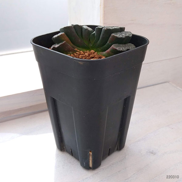 園芸ネット本店｜ハオルチア ：玉扇 8cm角鉢 の通販【公式】