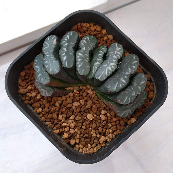 園芸ネット本店｜ハオルチア ：玉扇 8cm角鉢 の通販【公式】